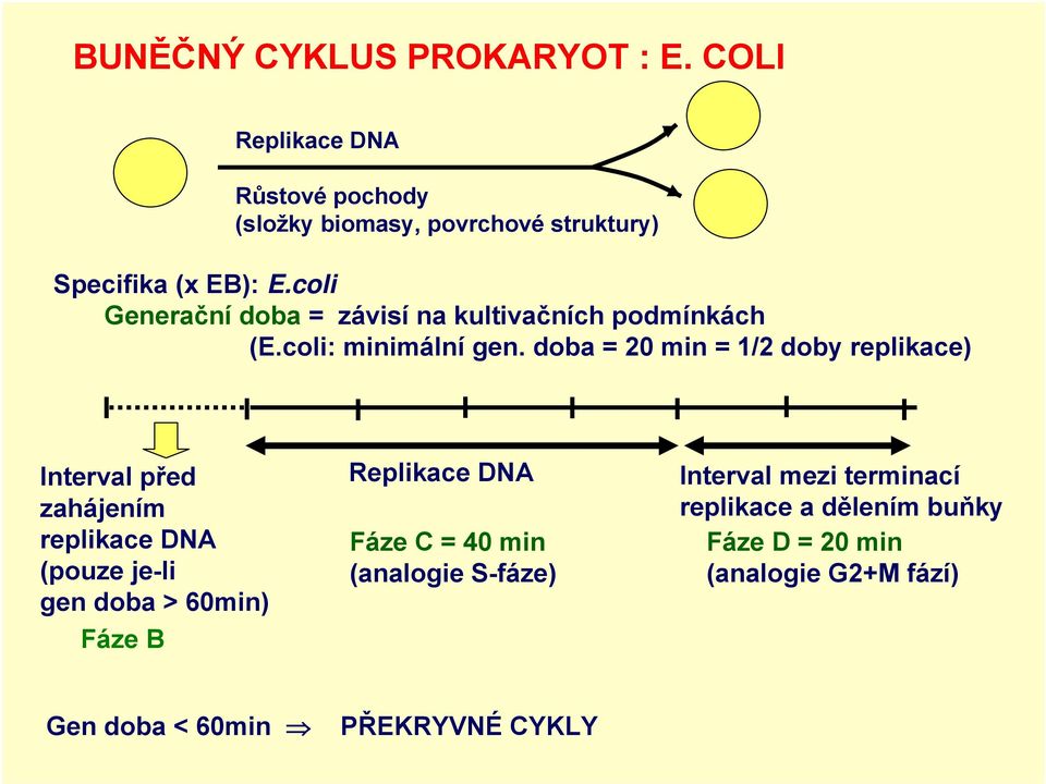 coli Generační doba = závisí na kultivačních podmínkách (E.coli: minimální gen.