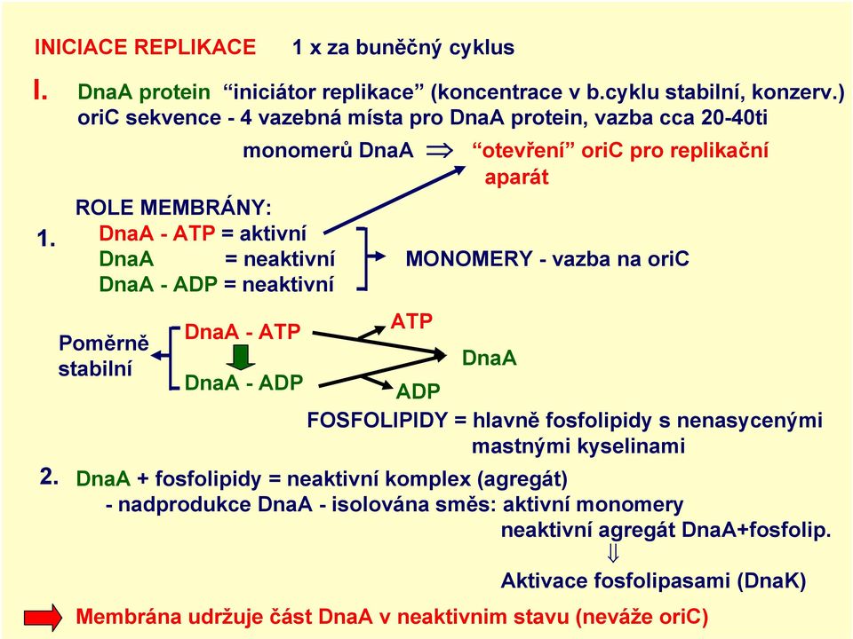 DnaA - ADP = neaktivní MONOMERY - vazba na oric DnaA - ATP ATP Poměrně DnaA stabilní DnaA - ADP ADP FOSFOLIPIDY = hlavně fosfolipidy s nenasycenými mastnými kyselinami 2.