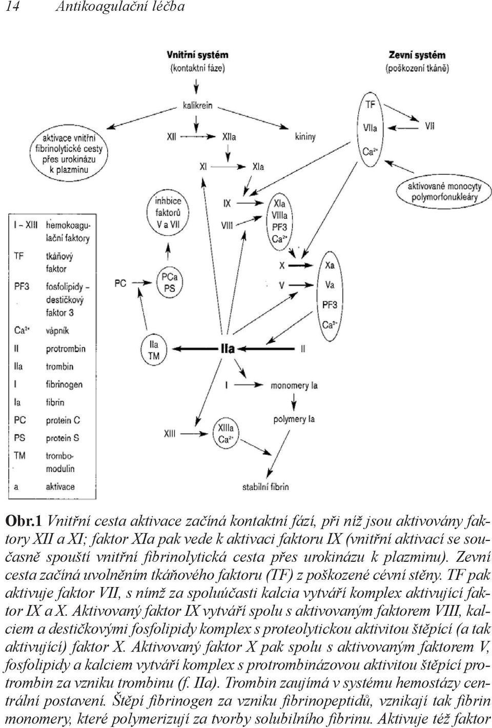 přes urokinázu k plazminu). Zevní cesta začíná uvolněním tkáňového faktoru (TF) z poškozené cévní stěny.