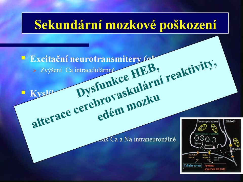 proinflamatorní cytokiny ATP deplece Disrupce iontové