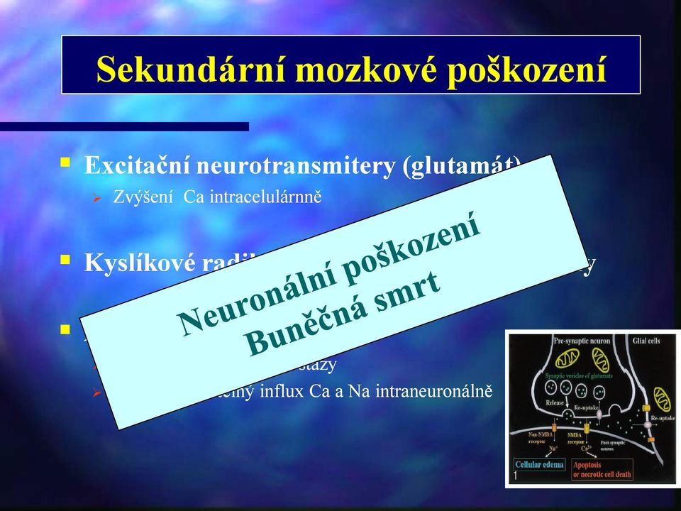 proinflamatorní cytokiny ATP deplece Disrupce iontové