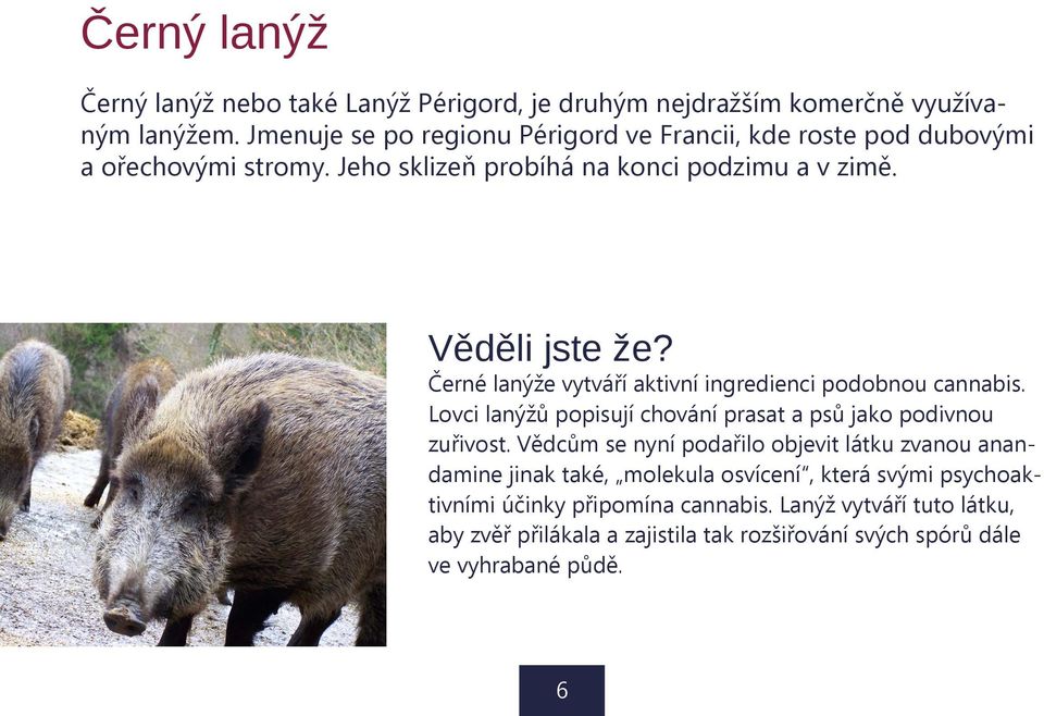 Černé lanýže vytváří aktivní ingredienci podobnou cannabis. Lovci lanýžů popisují chování prasat a psů jako podivnou zuřivost.