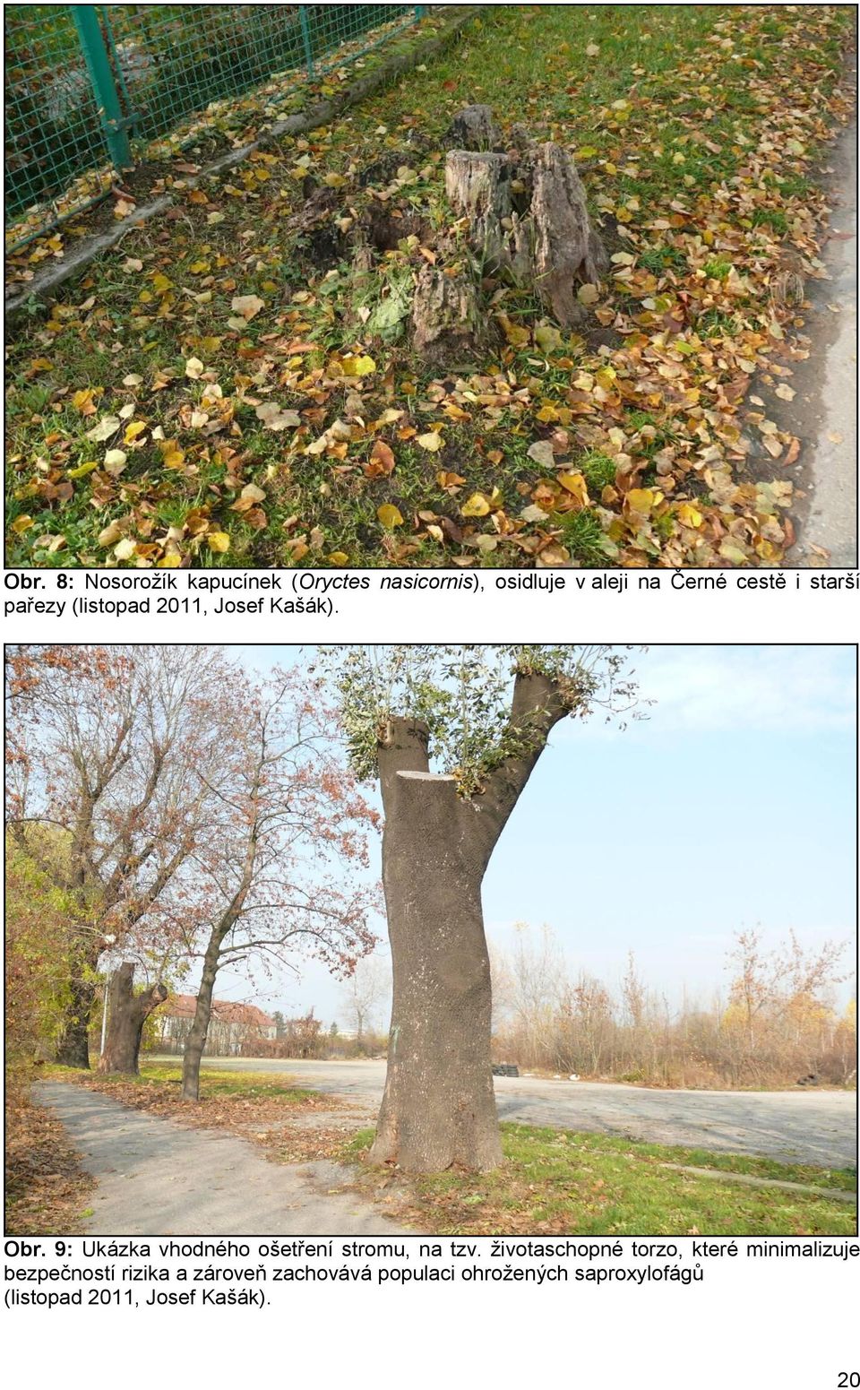 9: Ukázka vhodného ošetření stromu, na tzv.