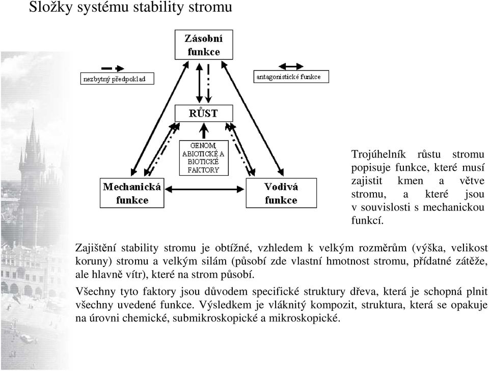 Zajištění stability stromu je obtížné, vzhledem k velkým rozměrům (výška, velikost koruny) stromu a velkým silám (působí zde vlastní hmotnost