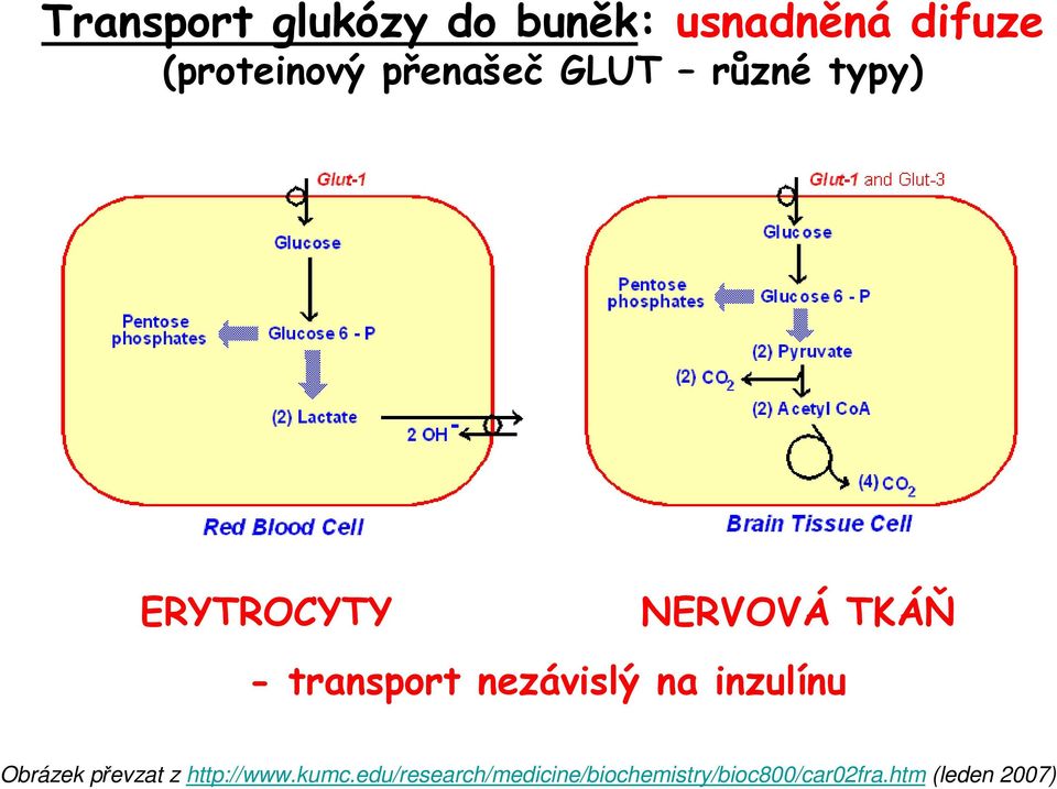 transport nezávislý na inzulínu Obrázek převzat z http://www.