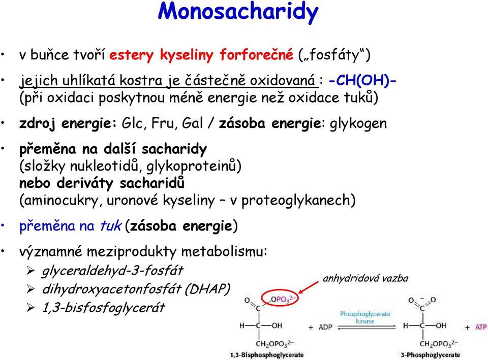 (složky nukleotidů, glykoproteinů) nebo deriváty sacharidů (aminocukry, uronové kyseliny v proteoglykanech) přeměna na tuk (zásoba