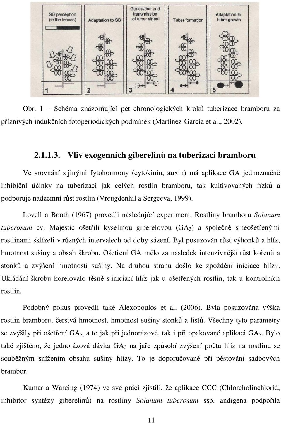 kultivovaných řízků a podporuje nadzemní růst rostlin (Vreugdenhil a Sergeeva, 1999). Lovell a Booth (1967) provedli následující experiment. Rostliny bramboru Solanum tuberosum cv.