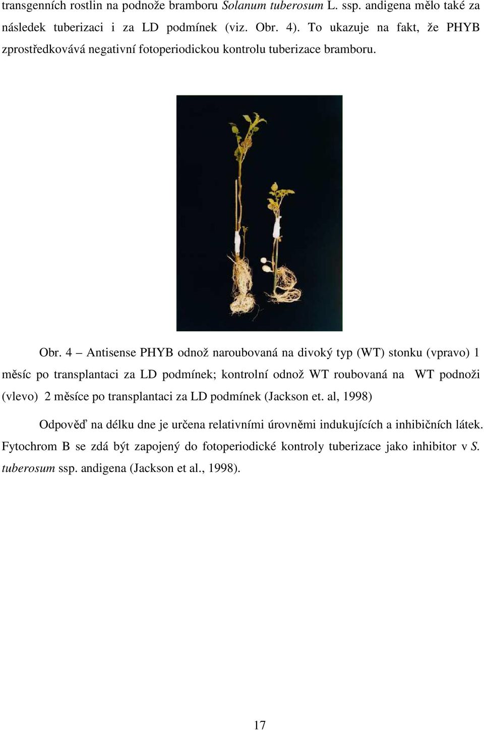 4 Antisense PHYB odnož naroubovaná na divoký typ (WT) stonku (vpravo) 1 měsíc po transplantaci za LD podmínek; kontrolní odnož WT roubovaná na WT podnoži (vlevo) 2 měsíce po