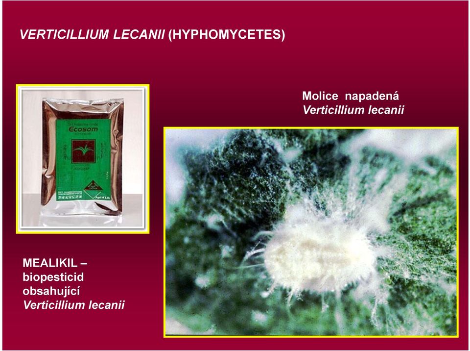 Verticillium lecanii MEALIKIL