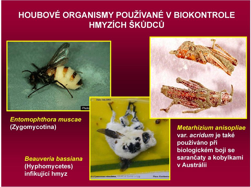 (Hyphomycetes) infikující hmyz Metarhizium anisopliae var.