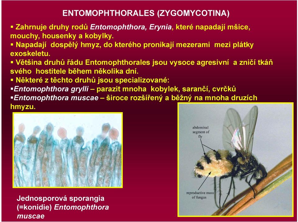 Většina druhů řádu Entomophthorales jsou vysoce agresivní a zničí tkáň svého hostitele během několika dní.