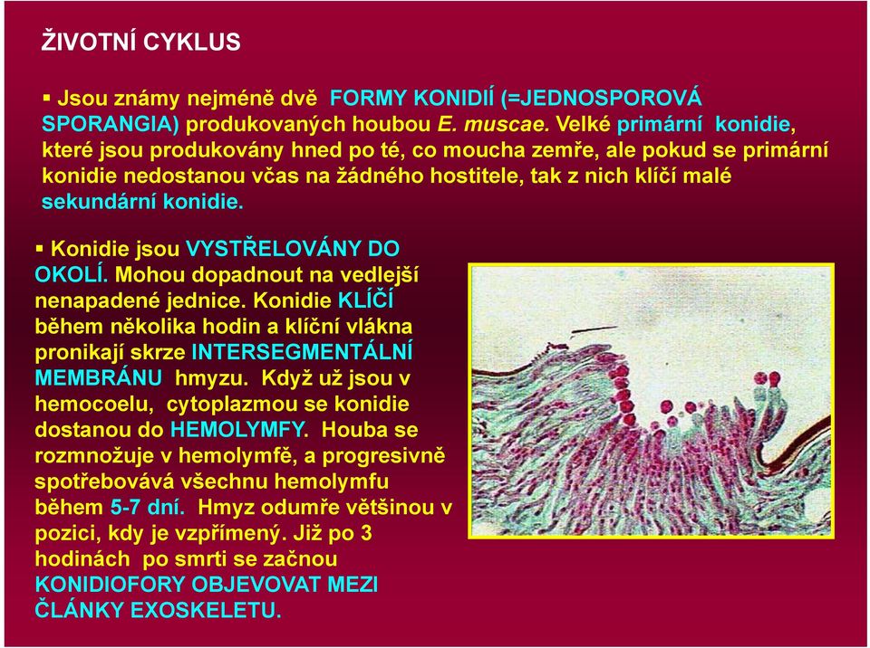 Konidie jsou VYSTŘELOVÁNY DO OKOLÍ. Mohou dopadnout na vedlejší nenapadené jednice. Konidie KLÍČÍ během několika hodin a klíční vlákna pronikají skrze INTERSEGMENTÁLNÍ MEMBRÁNU hmyzu.