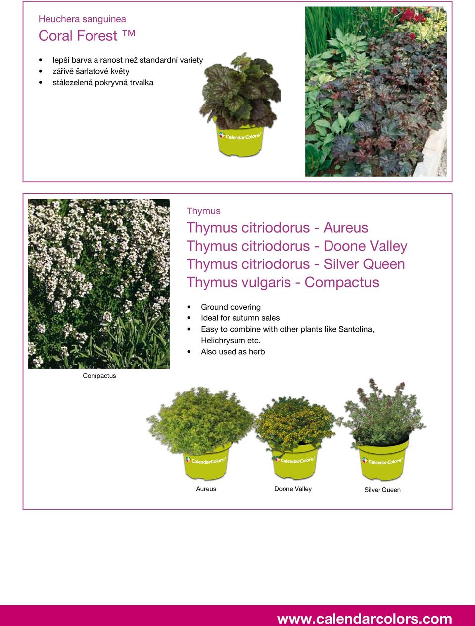 citriodorus - Silver Queen Thymus vulgaris - Compactus Ground covering Ideal for autumn sales Easy to