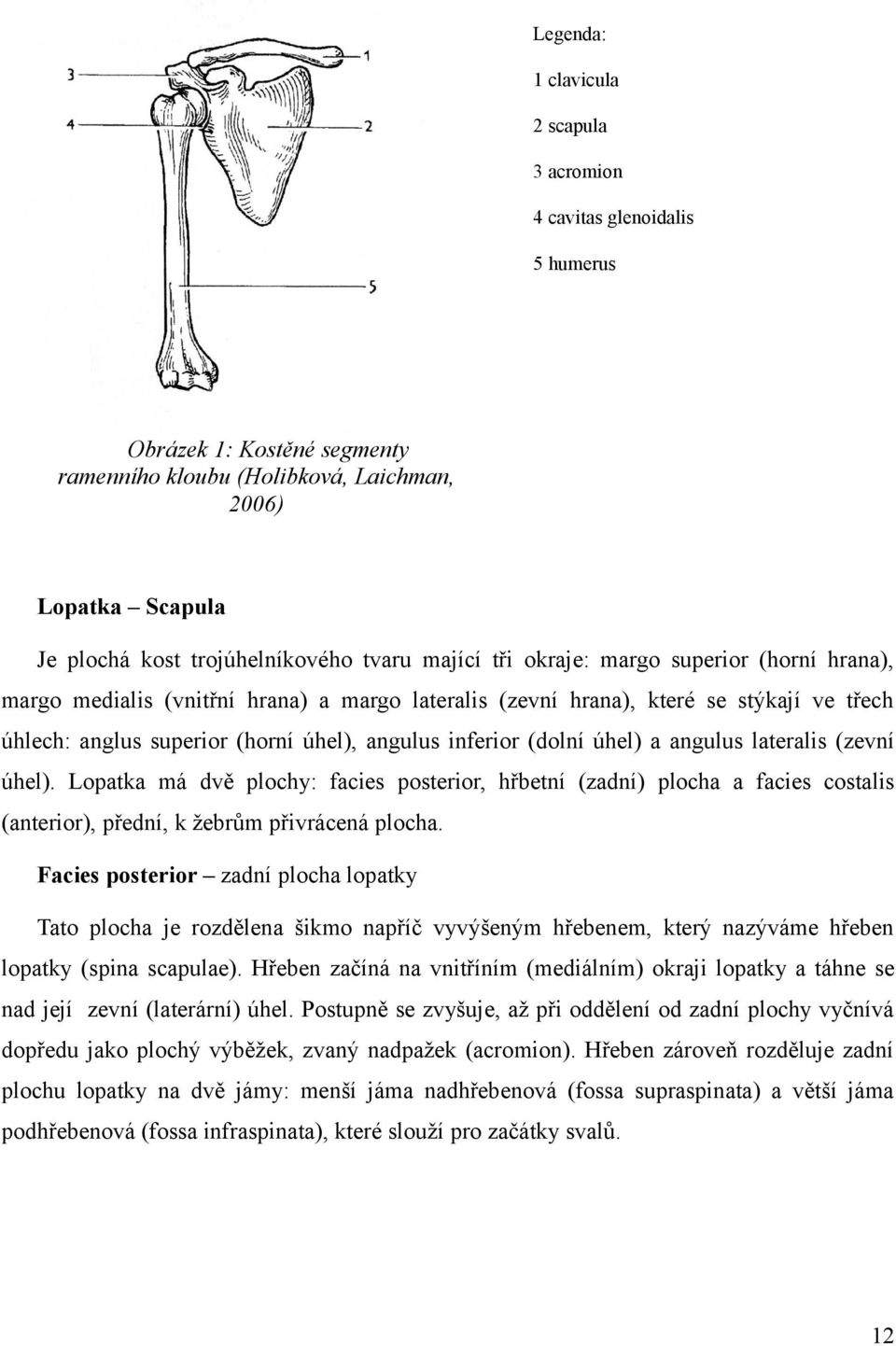 (dolní úhel) a angulus lateralis (zevní úhel). Lopatka má dvě plochy: facies posterior, hřbetní (zadní) plocha a facies costalis (anterior), přední, k žebrům přivrácená plocha.