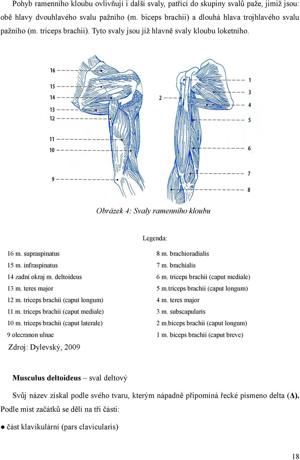 brachialis 14 zadní okraj m. deltoideus 6 m. triceps brachii (caput mediale) 13 m. teres major 5 m.triceps brachii (caput longum) 12 m. triceps brachii (caput longum) 4 m. teres major 11 m.