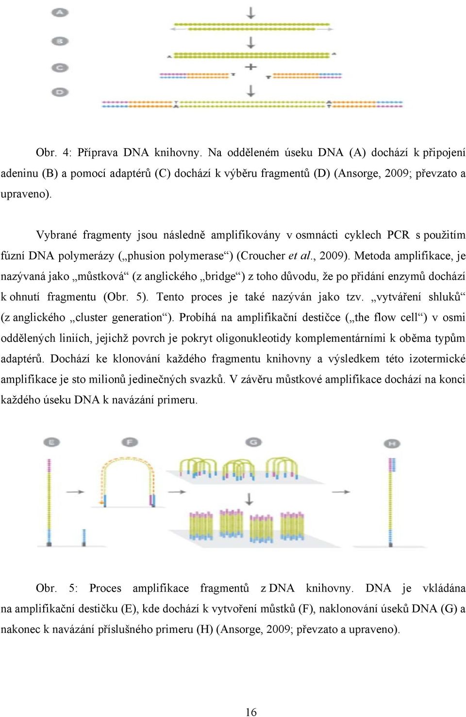 Metoda amplifikace, je nazývaná jako můstková (z anglického bridge ) z toho důvodu, že po přidání enzymů dochází k ohnutí fragmentu (Obr. 5). Tento proces je také nazýván jako tzv.