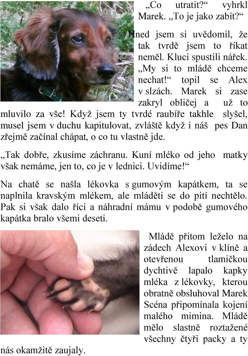 Tak dobře, zkusíme záchranu. Kuní mléko od jeho matky však nemáme, jen to, co je v lednici. Uvidíme!