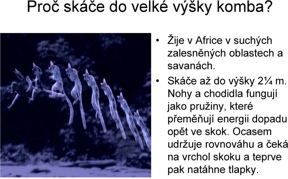 Skáče až do výšky 2¼ m.