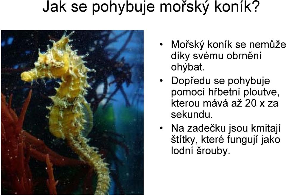 Dopředu se pohybuje pomocí hřbetní ploutve, kterou