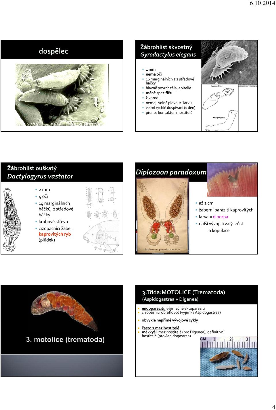 (plůdek) až 1 cm žaberní paraziti kaprovitých larva = diporpa další vývoj: trvalý srůst a kopulace endoparaziti, výjimečně ektoparaziti cizopasníci