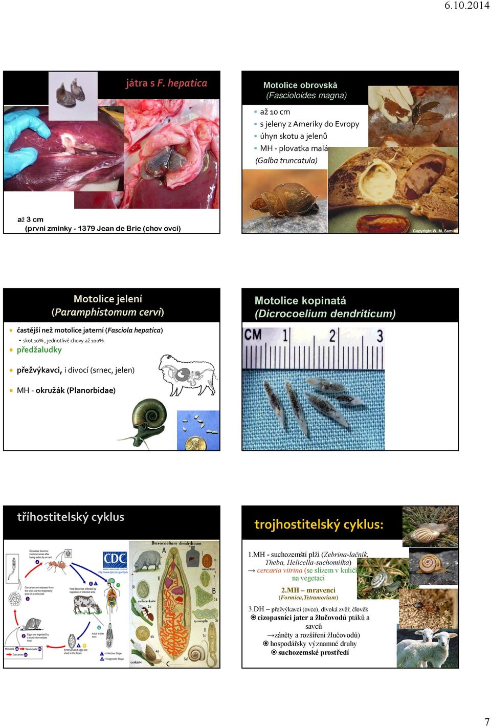 (Planorbidae) 1.MH - suchozemští plži (Zebrina-lačník, Theba, Helicella-suchomilka) cercaria vitrina (se slizem v kuličkách na vegetaci 2.