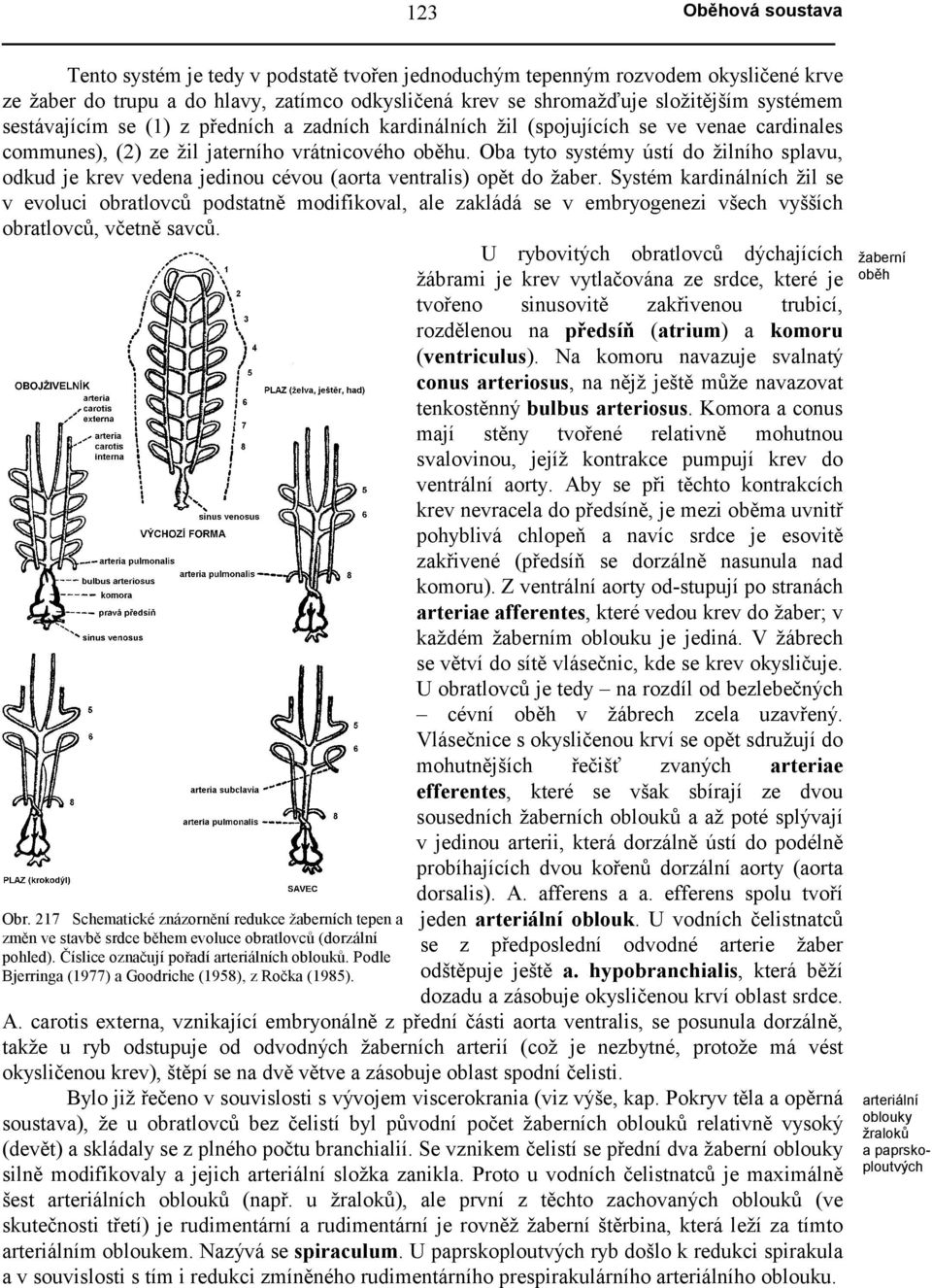 Oba tyto systémy ústí do žilního splavu, odkud je krev vedena jedinou cévou (aorta ventralis) opět do žaber.