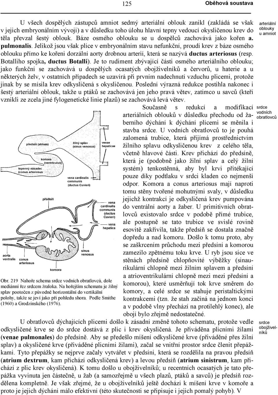 Jelikož jsou však plíce v embryonálním stavu nefunkční, proudí krev z báze osmého oblouku přímo ke kořeni dorzální aorty drobnou arterií, která se nazývá ductus arteriosus (resp.