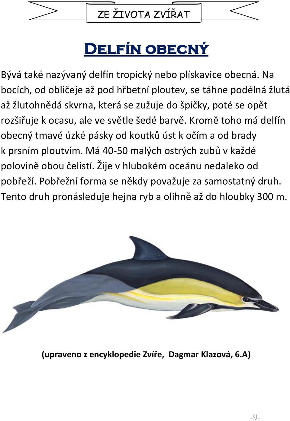 světle šedé barvě. Kromě toho má delfín obecný tmavé úzké pásky od koutků úst k očím a od brady k prsním ploutvím.