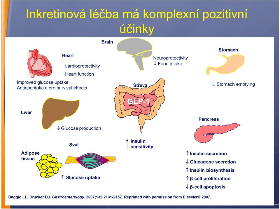 Adipose tissue Sval Insulin sensitivity { Insulin secretion Glucagone secretion Insulin biosynthesis Glucose uptake β-cell