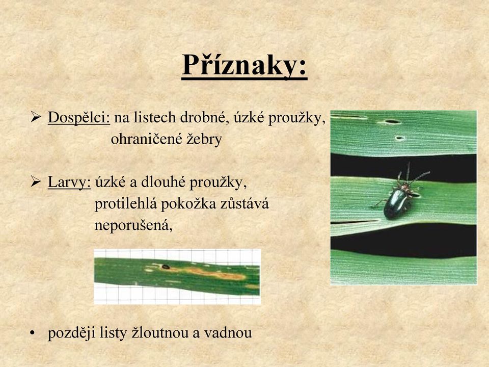 a dlouhé prouţky, protilehlá pokoţka