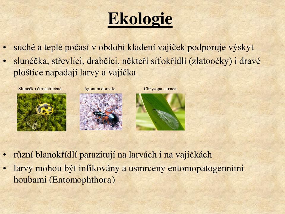 vajíčka Slunéčko čtrnáctitečné Agonum dorsale Chrysopa carnea různí blanokřídlí parazitují