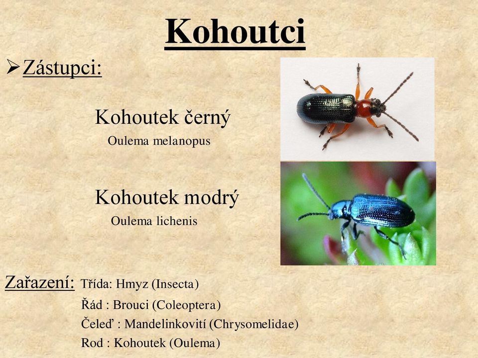 Hmyz (Insecta) Řád : Brouci (Coleoptera) Čeleď :