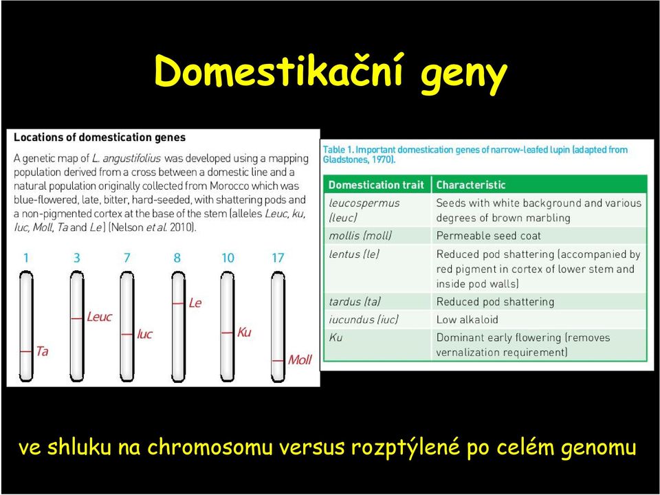 chromosomu versus