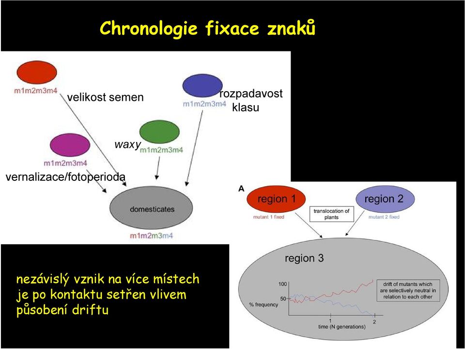 vernalizace/fotoperioda nezávislý vznik