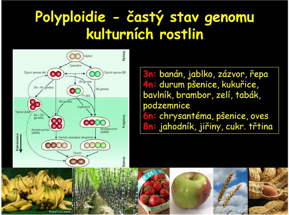 kukuřice, bavlník, brambor, zelí, tabák, podzemnice