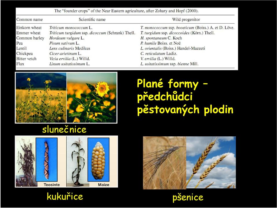 pěstovaných