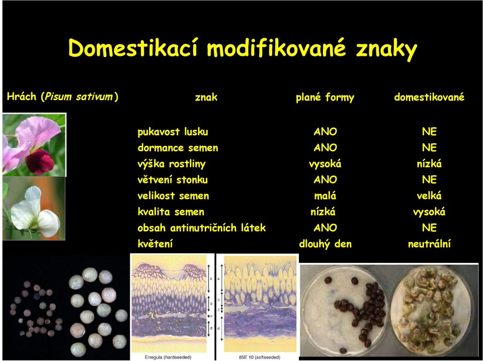 vysoká nízká větvení stonku ANO NE velikost semen malá velká kvalita