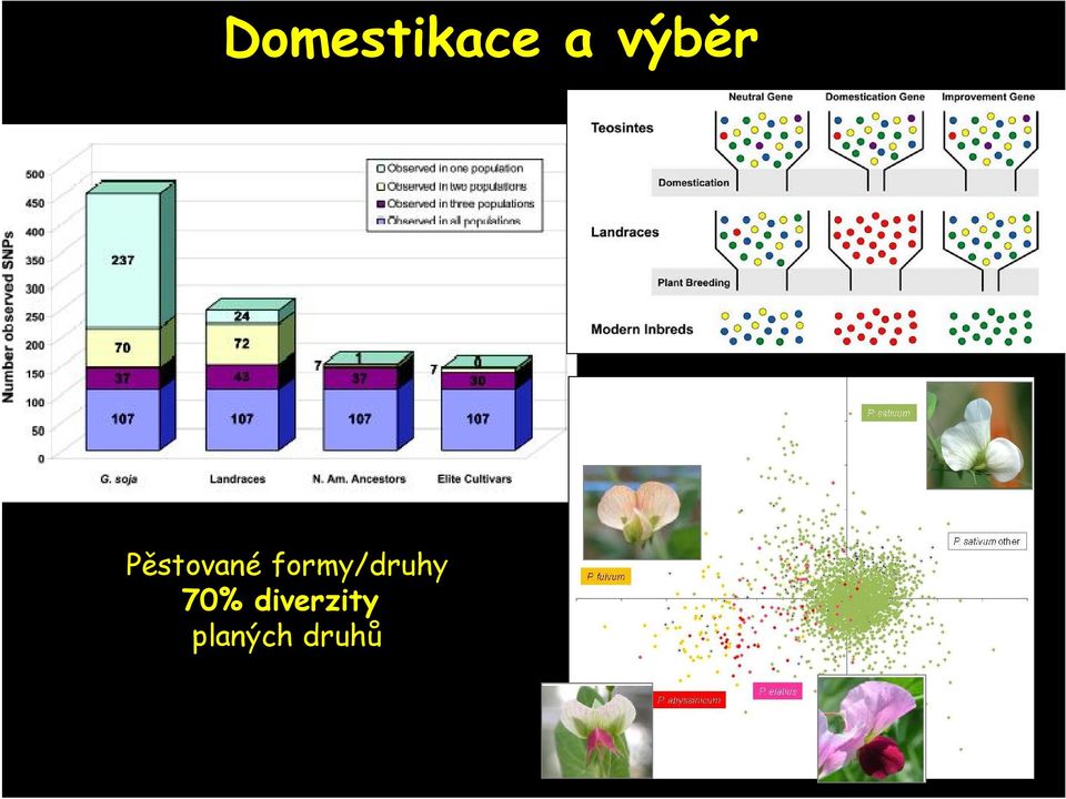 formy/druhy 70%