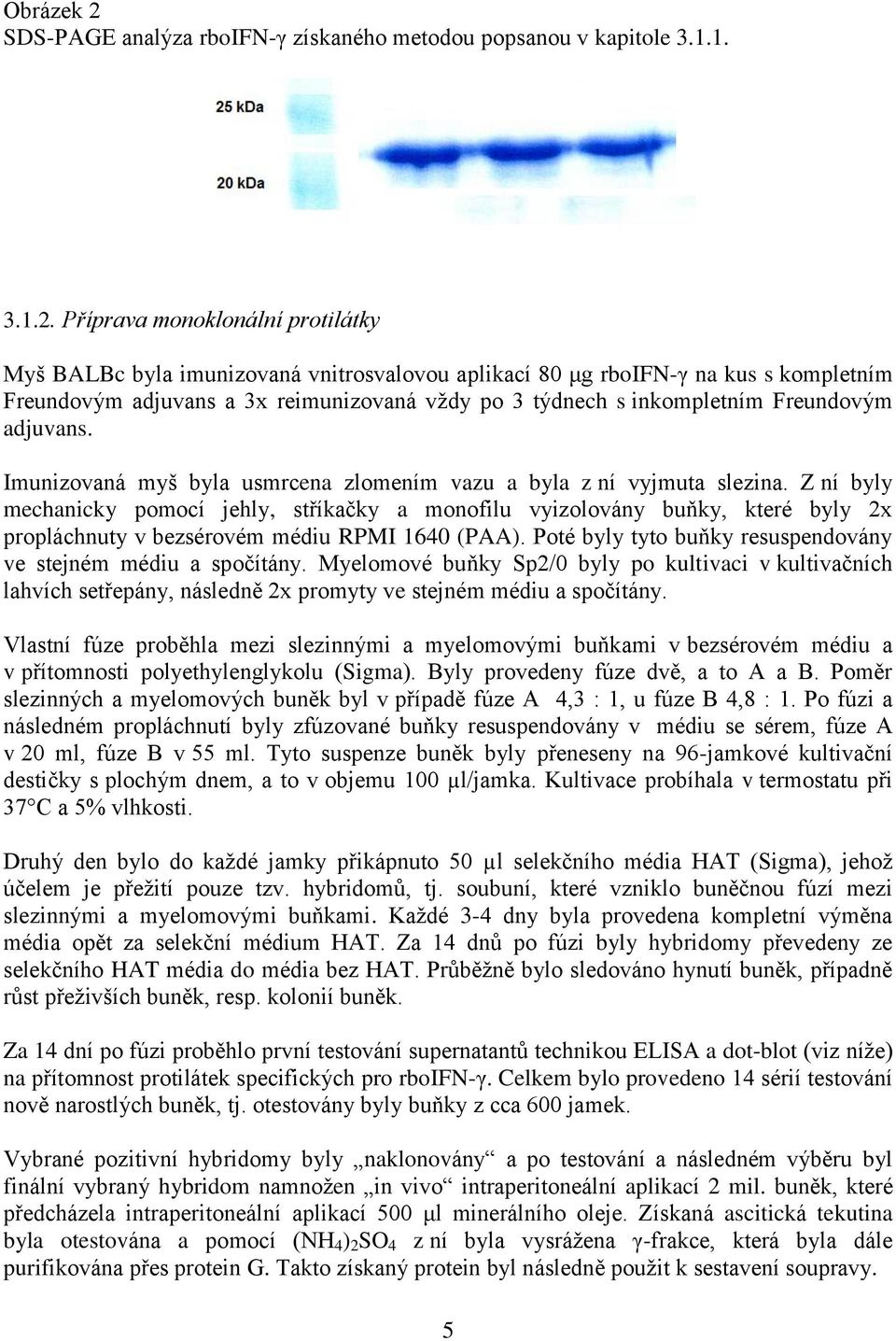 Příprava monoklonální protilátky Myš BALBc byla imunizovaná vnitrosvalovou aplikací 80 μg rboifn-γ na kus s kompletním Freundovým adjuvans a 3x reimunizovaná vždy po 3 týdnech s inkompletním