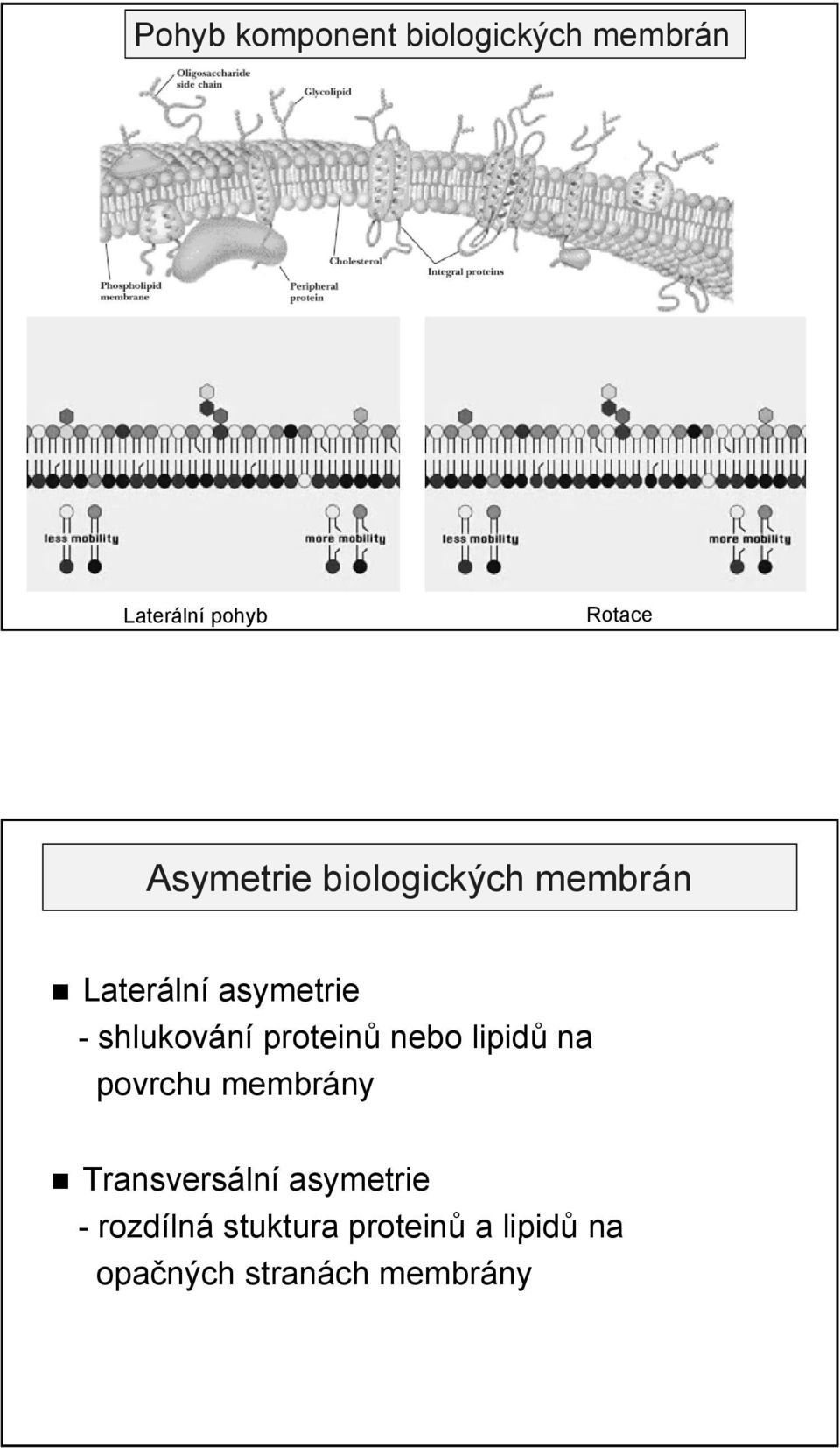 proteinů ů nebo lipidů idů na povrchu membrány Transversální