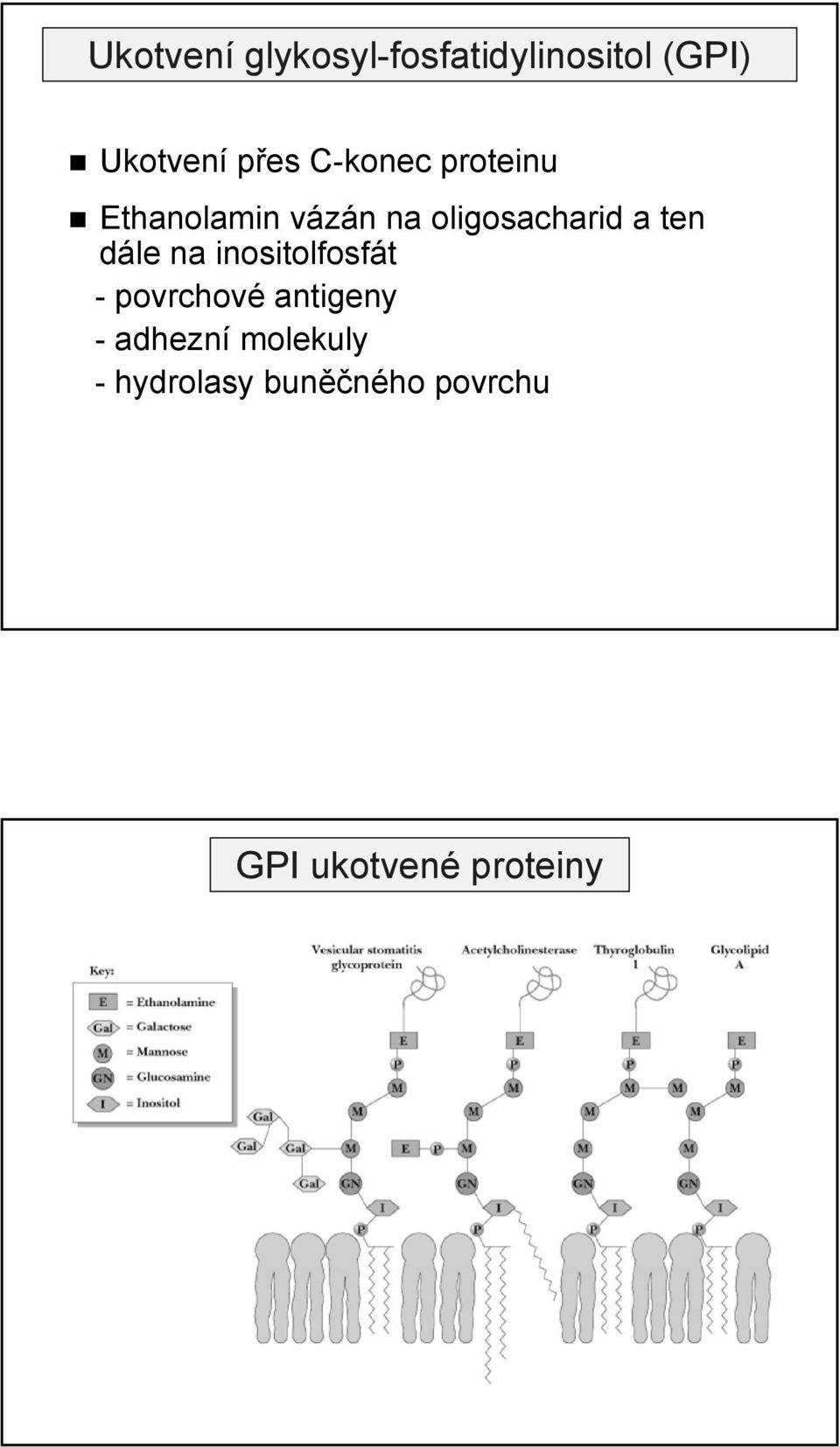 dále na inositolfosfát - povrchové antigeny - adhezní