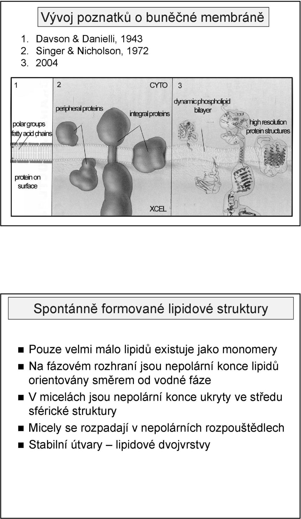 rozhraní jsou nepolární konce lipidů orientovány směrem od vodné fáze V micelách jsou nepolární konce