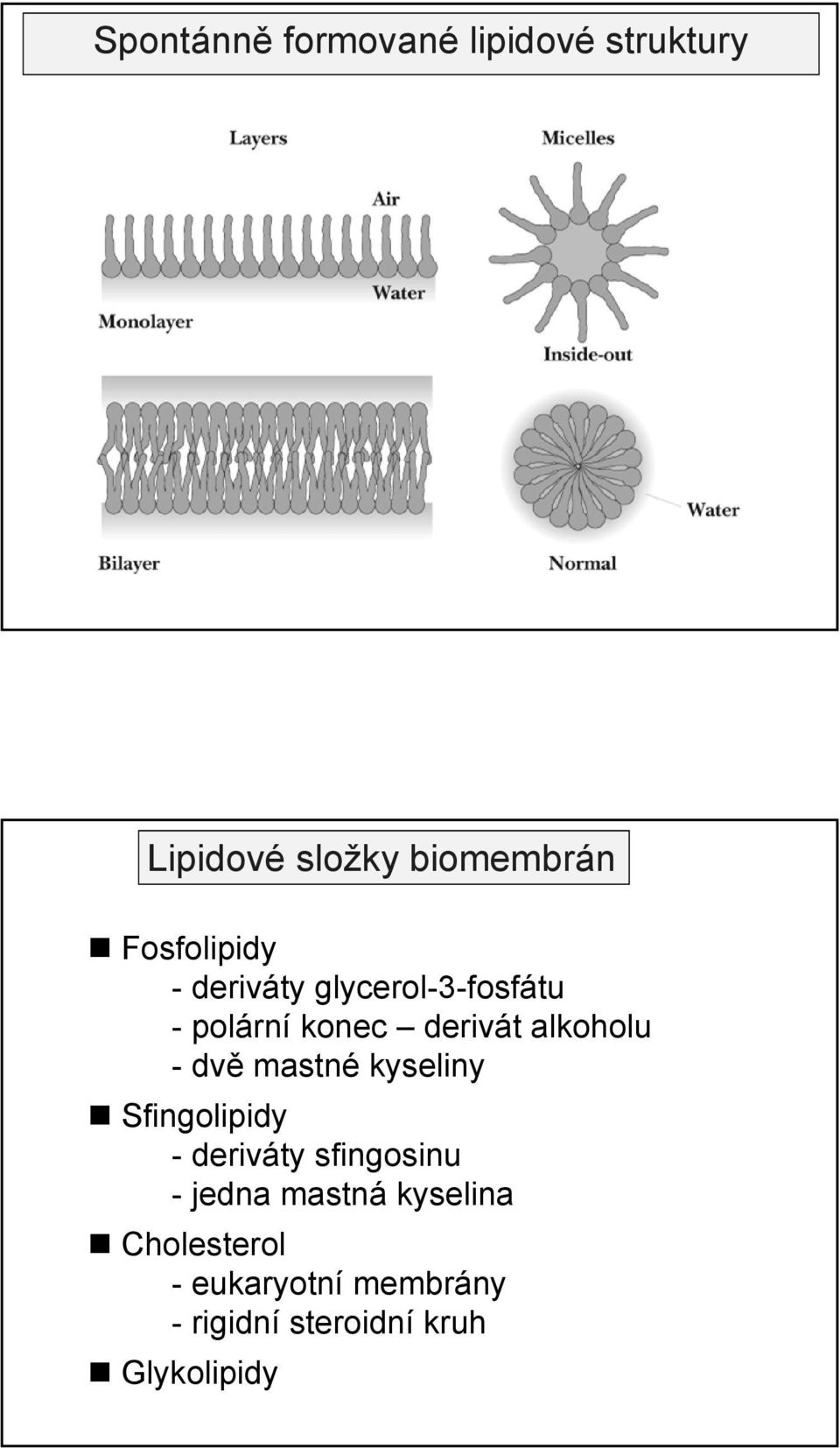 alkoholu -dvě mastné kyseliny Sfingolipidy - deriváty sfingosinu - jedna