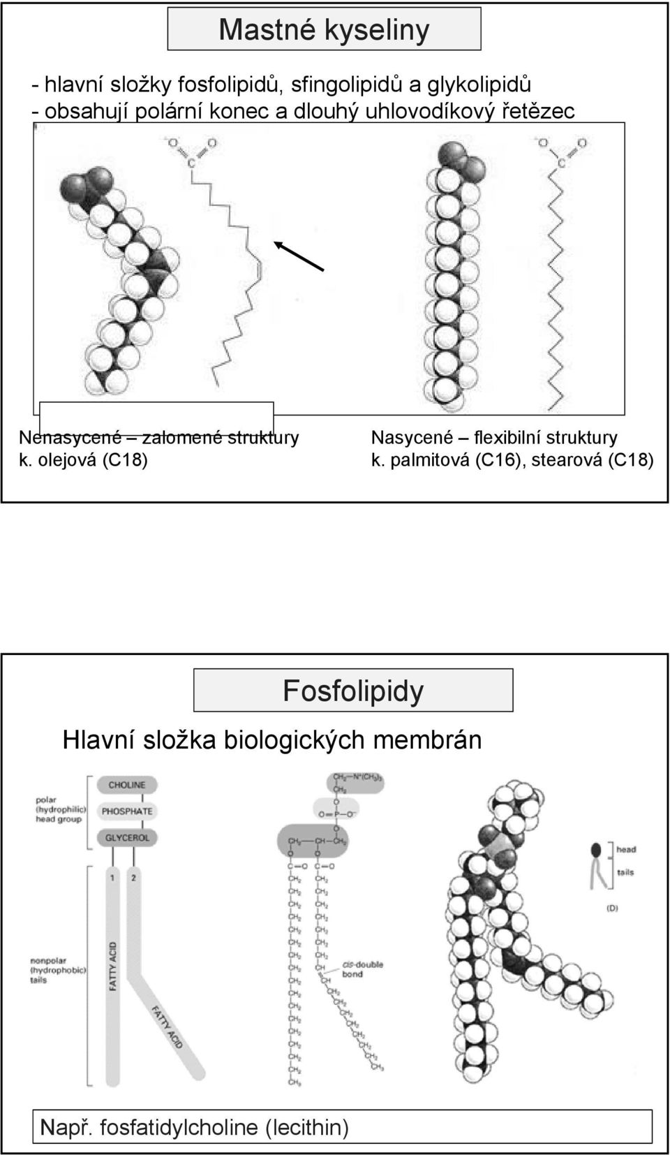 group Nenasycené zalomené struktury k. olejová (C18) Nasycené flexibilní struktury k.