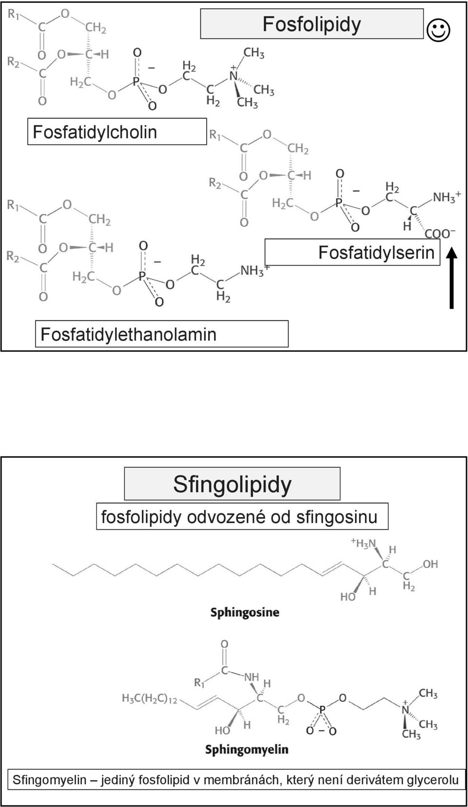 odvozené od sfingosinu Sfingomyelin jediný