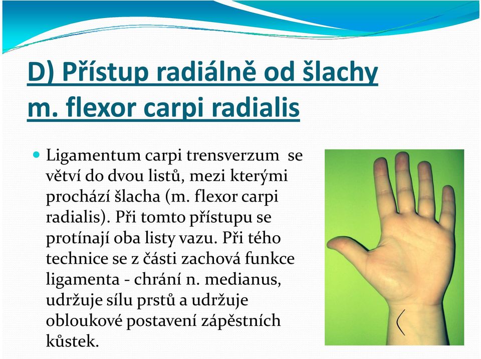 prochází šlacha (m. flexor carpi radialis).