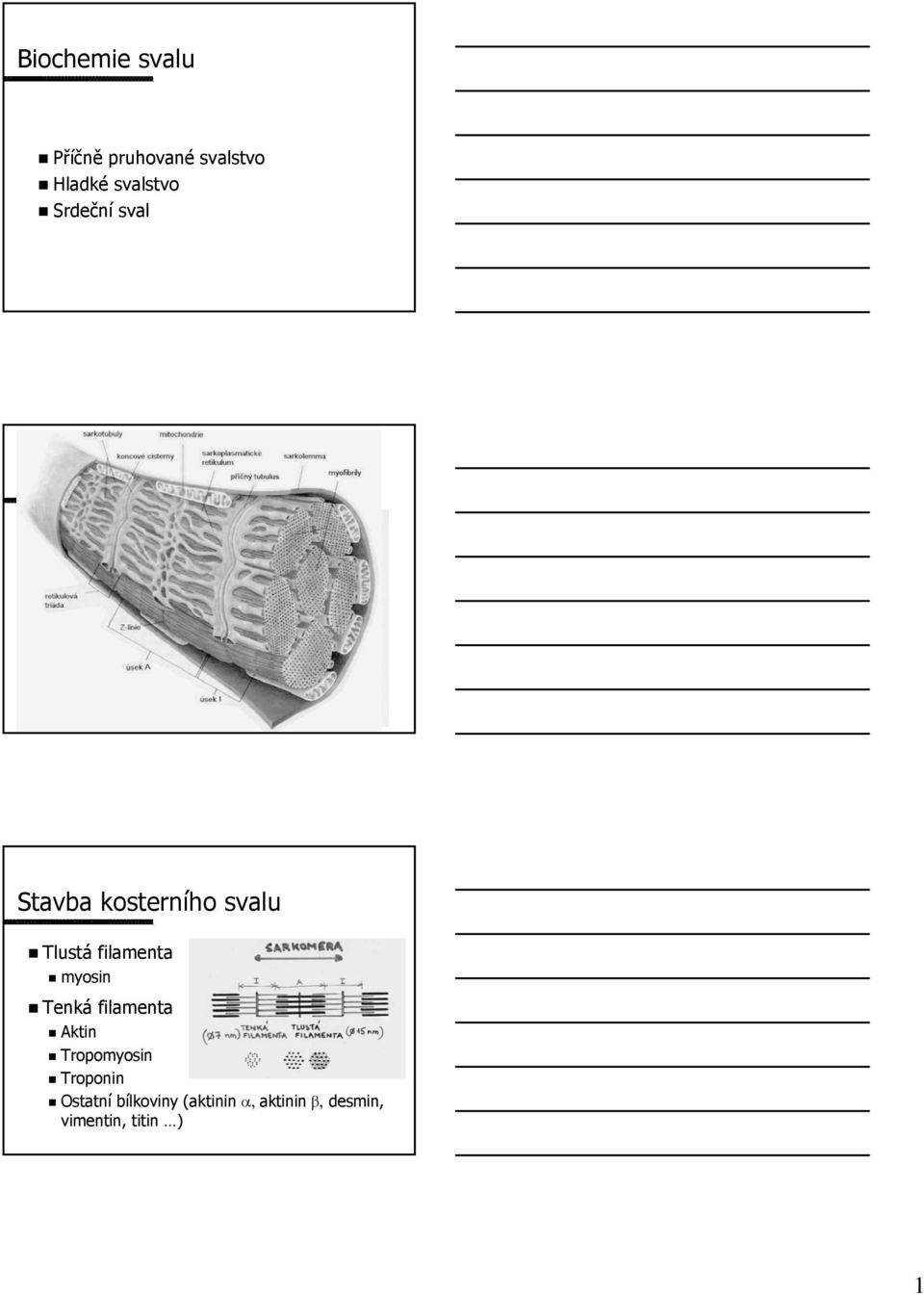 Tlustá filamenta myosin Tenká filamenta Aktin Tropomyosin