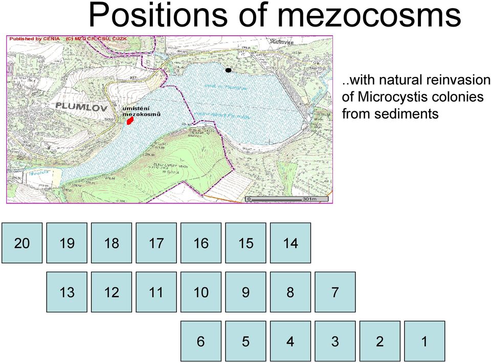 Microcystis colonies from