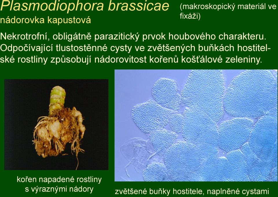 Odpočívající tlustostěnné cysty ve zvětšených buňkách hostitelské rostliny způsobují