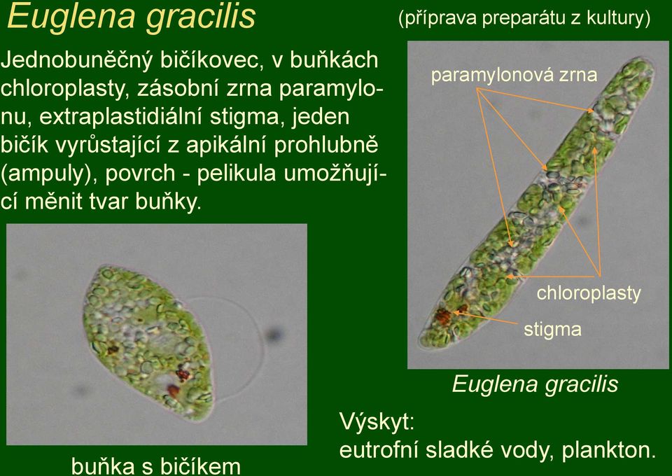 pelikula umoţňující měnit tvar buňky.